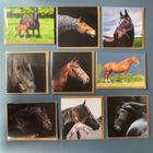 Equestrian Cards and Gifts